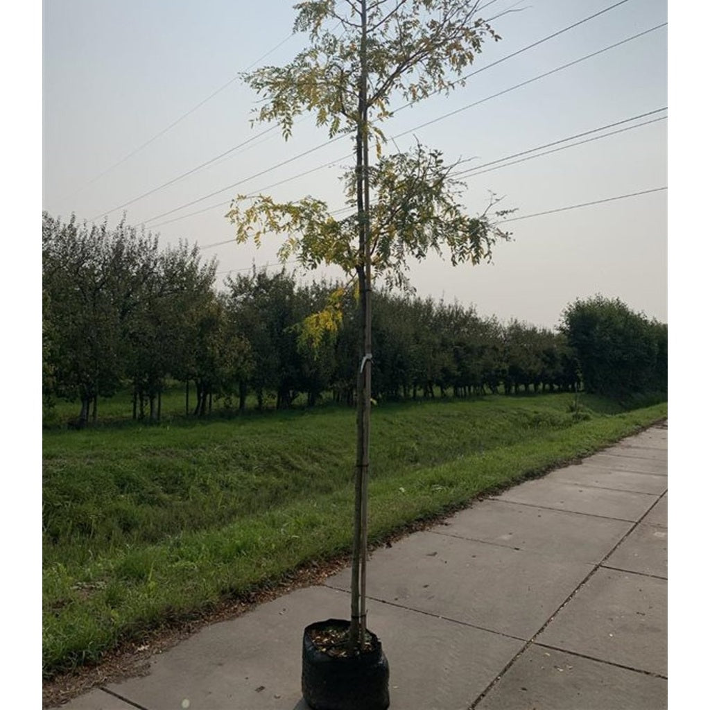 Korstörne – Gleditsia triacanthos 'Skyline' - C50 12/14 HO/ST